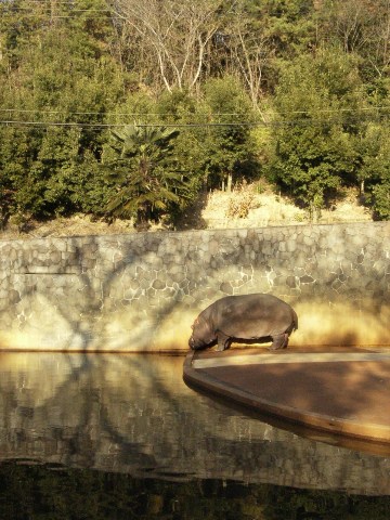 名古屋 東山動物園