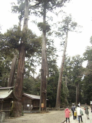 鹿島神宮の森