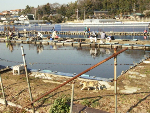 手賀沼の釣り堀