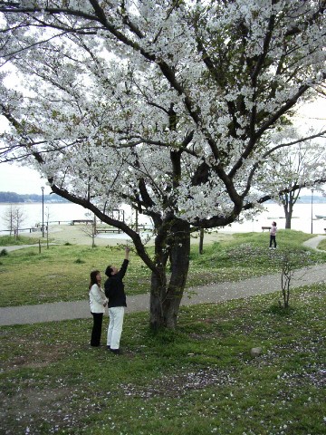 手賀沼公園の桜