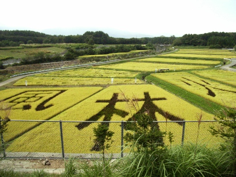 「八ヶ岳サービスエリア」の田んぼに描かれた「風林火山」の文字