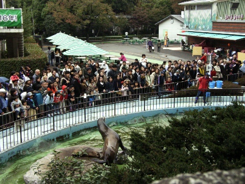 上野動物園のアシカ