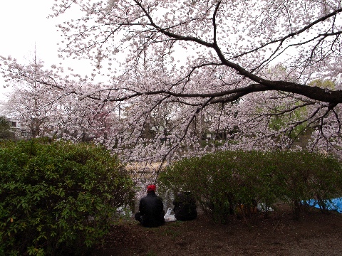 善福寺公園の桜と花見客