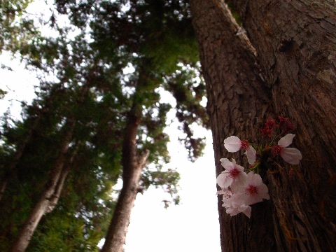 ひのきの幹から咲く桜