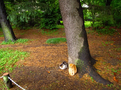 善福寺公園の野良猫