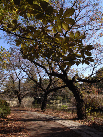 秋の善福寺公園