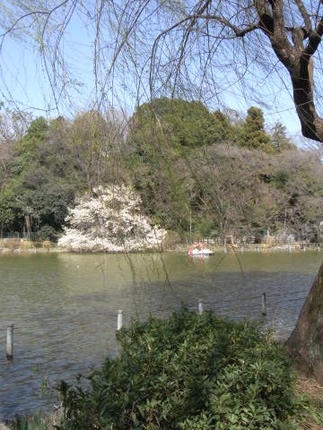 善福寺公園のコブシ（辛夷）