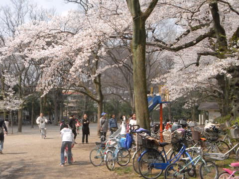 善福寺公園の満開に咲いた桜（下池）