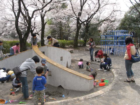 善福寺公園の満開に咲いた桜（下池）