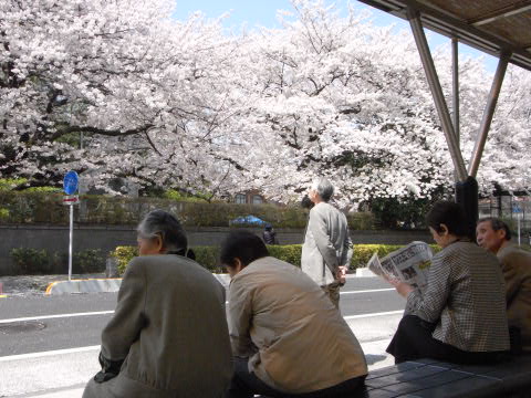 東大病院前のバス停の桜並木