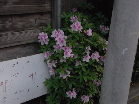 つつじの花