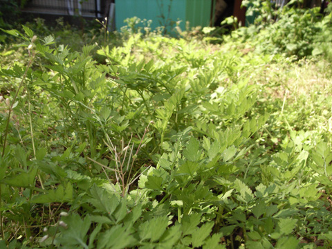 花が終わってしまったカモミール