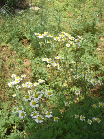 カモミールの花