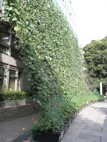 杉並区役所の壁に作られた緑のカーテン