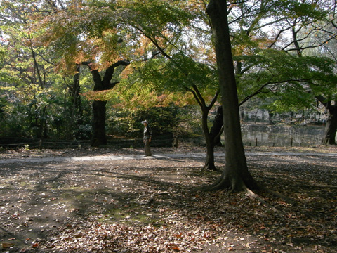 善福寺公園（東京都杉並区）のもみじに散歩中足を止める人