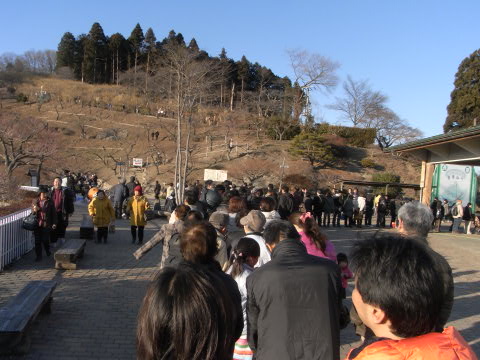 長瀞の宝登山(ほどさん)