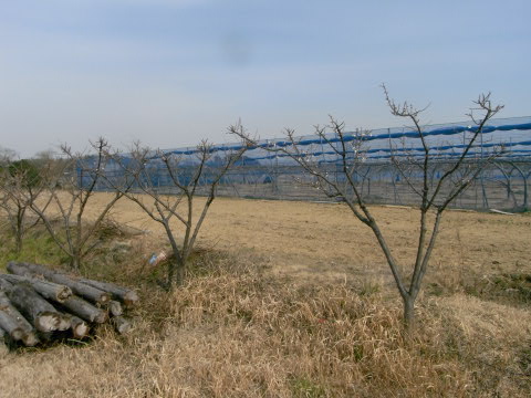 手賀沼の沼南町側