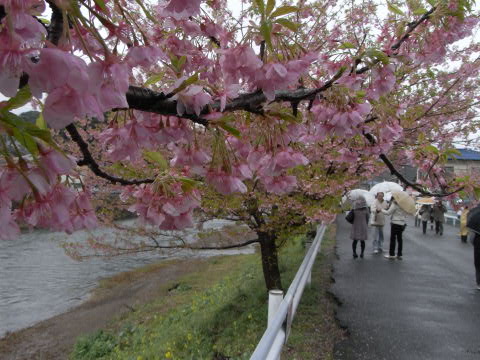 河津桜