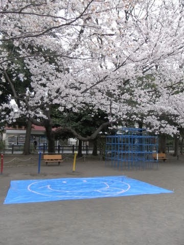 善福寺公園での花見